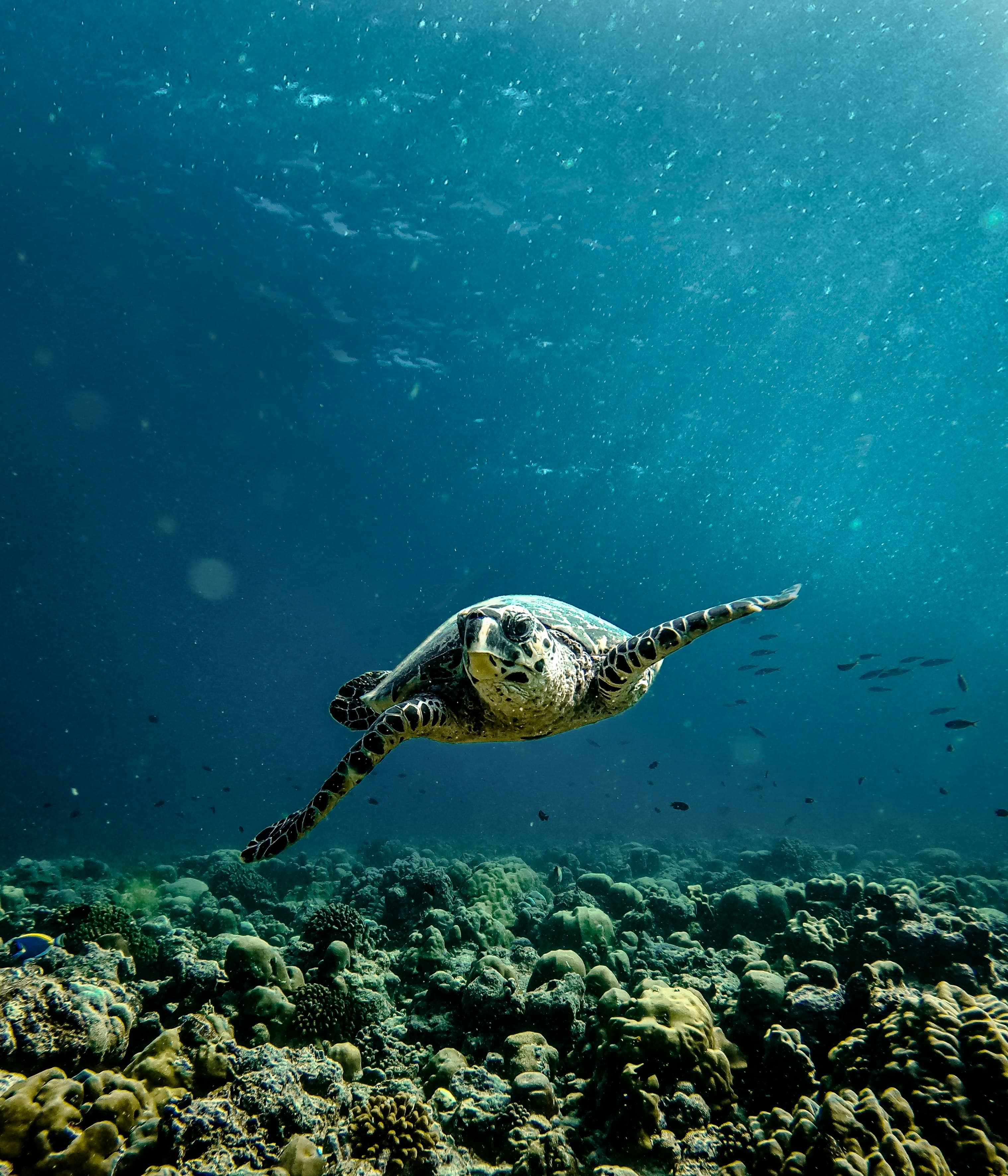 Sea turtle swimming in clear Pacific waters